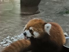 -柳州市动物园