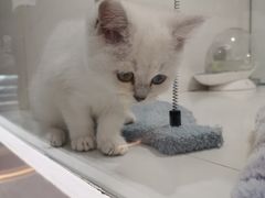 -1013 PET SHOP精品宠物商店(丁香店)