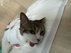 -北京观赏动物医院·24小时大型综合·猫专科·异宠专科