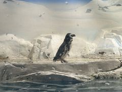 -上海海洋水族馆