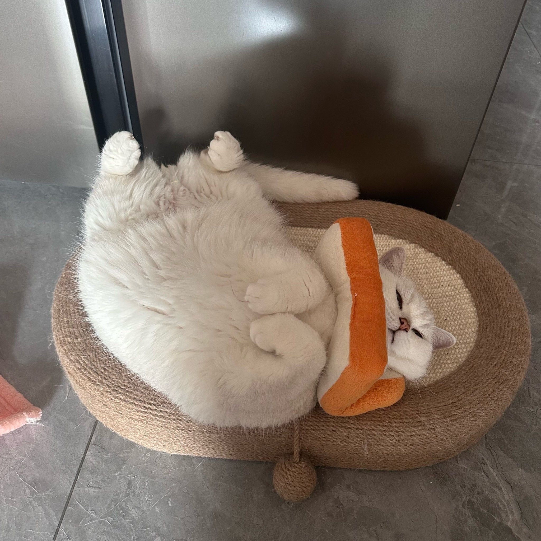 谁家猫四脚朝天睡觉啊!