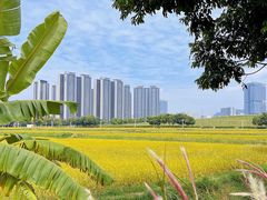 -光明小镇欢乐田园