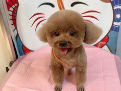 -宠物梦想家(日月豪庭店)