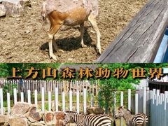 -上方山森林动物世界
