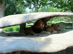 -北京野生动物园