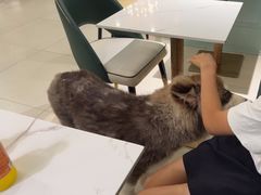 -安格丽娜·狗咖·猫咖羊驼咖(春熙路百盛商场店)