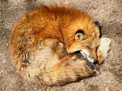 -宫城藏王狐狸村