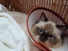 -爱诺耐芙动物医院(万博店)