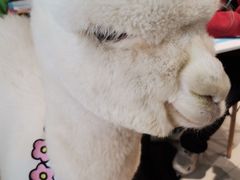 -RU DUCK柯尔鸭公社·撸鸭俱乐部·羊驼·小香猪