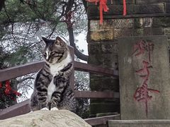 -缙云山景区
