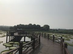 -荷塘月色湿地公园·向阳花洲