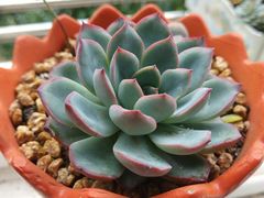 -呷哺呷哺(松江开元店)