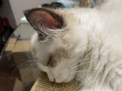-lincat·猫舍(广州店)