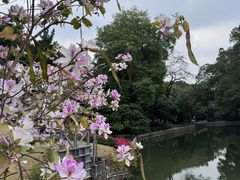 -荔湾湖公园