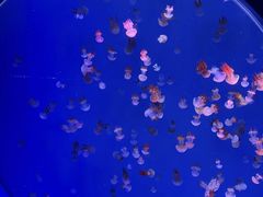 -海合安青岛极地海洋公园