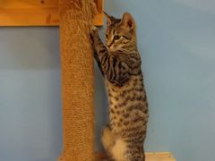 -猫咪咖啡·猫咖(万达广场店)