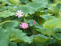 -桃花岛景观公园
