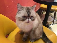 -猫色咖啡·猫咖