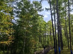 -莫尔道嘎国家森林公园