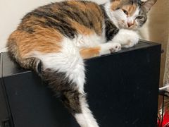 -爱侣宠医·鹦鹉专科·小型哺乳类·异宠专科(灵石路店)