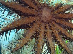 -悉尼海洋生物水族馆