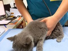 -美联众合动物医院·24h转诊中心