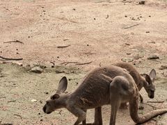 -深圳野生动物园