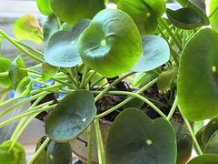 -珺可咖啡(恩菲科技大厦店)