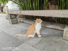-龙华寺