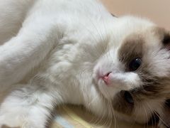 -芭比堂动物医院·24小时·眼科中心(深圳中心)