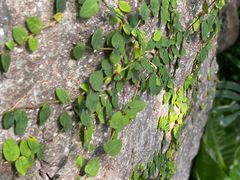 -北京植物园-展览温室