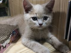 -屋虎猫馆(宝安大仟里店)