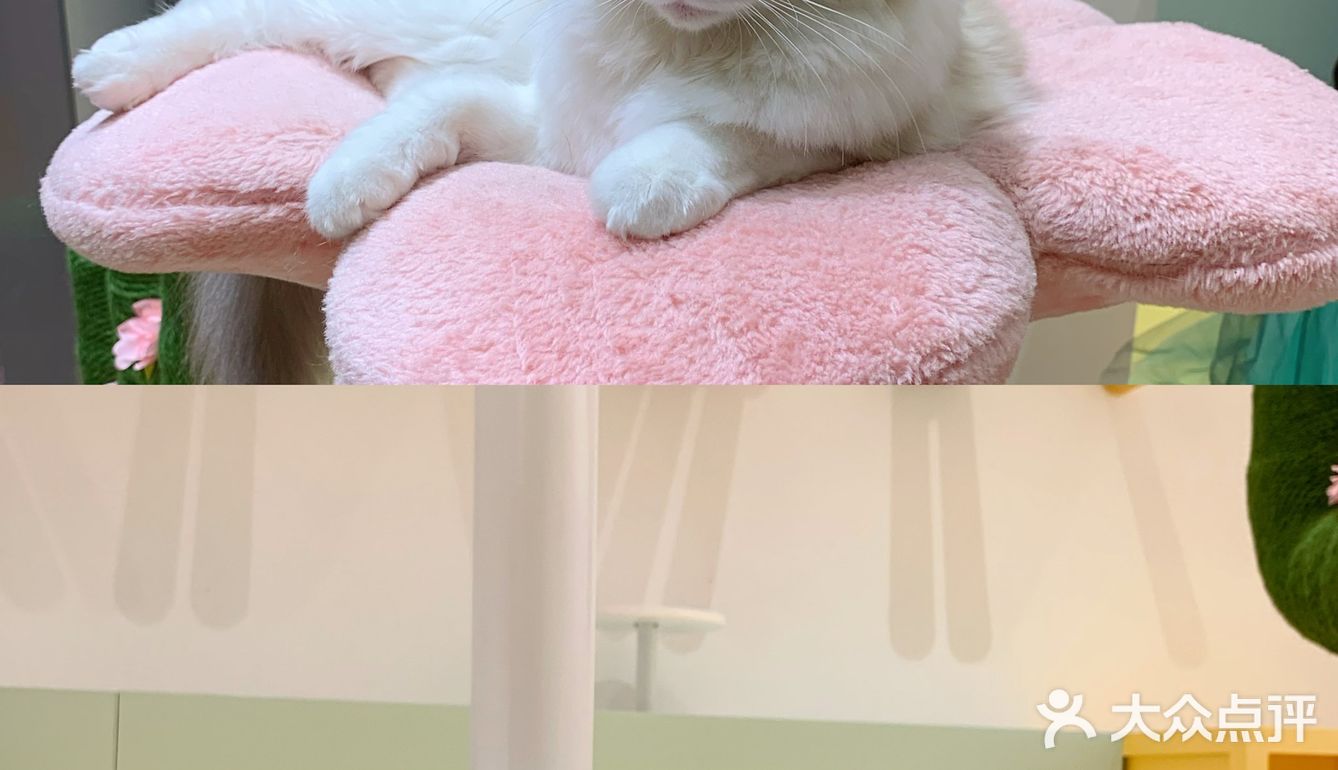 撸猫胜地🌵利路修同款未卡猫空间