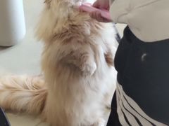 -藏猫猫咖啡主题馆(中央大道店)