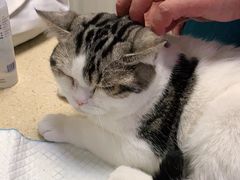 -安安宠医·安宠宠物医院