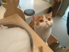 -飞行喵MR PILOT|猫舍·猫咖(静安大融城店)