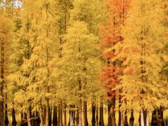 -白鹭湾湿地公园