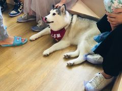 -Husky Go! 哈士奇体验馆·宠物咖啡厅狗咖