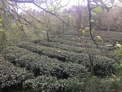 -樱桃山旅游景区