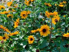 -人民公园(罗湖区)