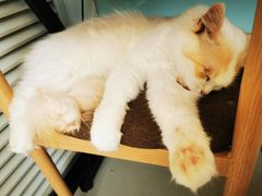 -平行世界·猫咖(首经贸店)