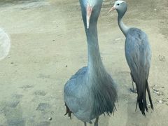 -盐城丹顶鹤湿地生态旅游区