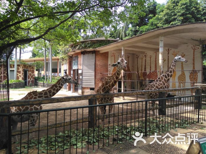 廣州動物園圖片 - 第1628張