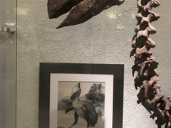 -美国自然历史博物馆