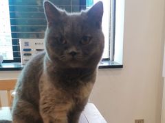 -楼上猫咖(罗湖店)