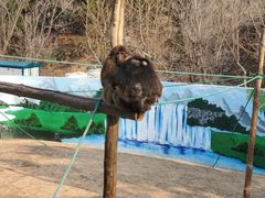 -西霞口神雕山野生动物世界