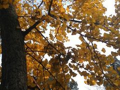 android_upload_pic-成都老君山