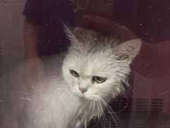 -爱佳宠物中心医院24H·CT·骨外科·猫专科(瑶海万达店)