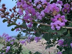 -不倒翁·徽天下名菜楼(马鞍山路店)