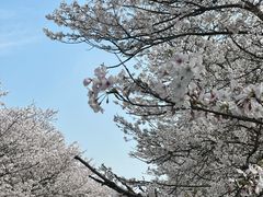 -天王浮山樱花园